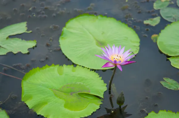 Flor de loto en hoja verde —  Fotos de Stock