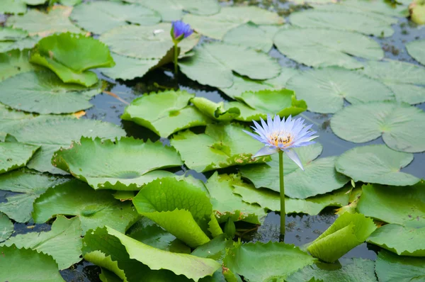 水で緑の葉に紫の蓮の花 — ストック写真