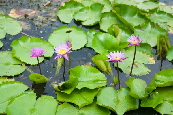 Рожева квітка лотоса на зеленому листі — стокове фото