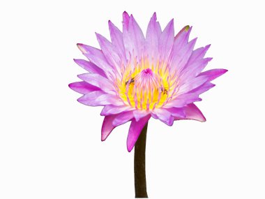 lotus çiçeği pembe kadar kapalı