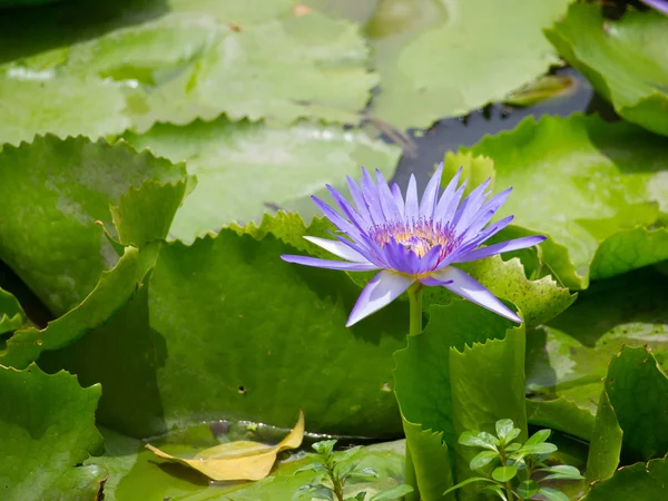 Purple of lotus flower — Stock Photo, Image