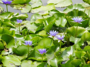 Lotus çiçeği su yüzeyi