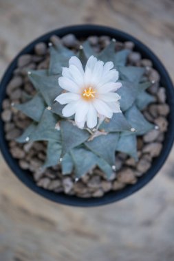 Kaktüs saksıda çiçek