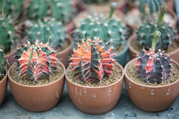 Vörös Kaktusz Virágcserépben — Stock Fotó