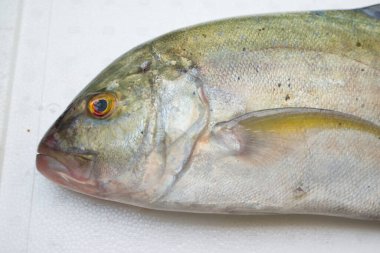 Caranx melampygus, bluefin trevally veya Black ulua