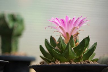 Kavanozda ve çiçekte Ariocarpus trigonus kaktüsü