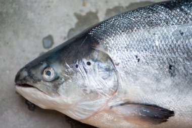 Beyaz arka planda Norveç Somonu