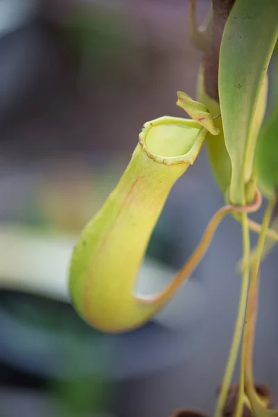 Népenthes Fermés Plantes Tropicales Tasses Singe Dans Jardin — Photo