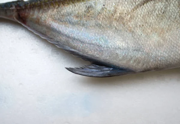 Caranx Melampygus Bluefin Trevally Black Ulua — Fotografia de Stock