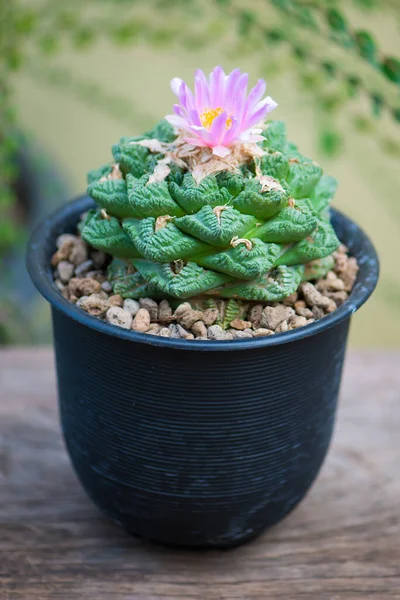 Ariocarpus Fissuratus Hintonii Fiore Vaso — Foto Stock