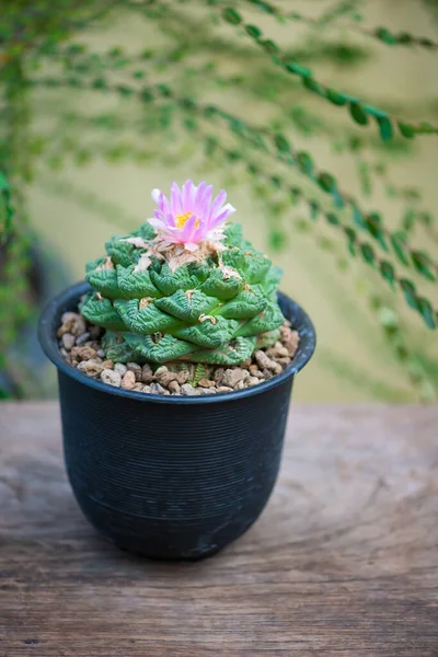 Ariocarpus Fissuratus Hintonii Flower Pot — 스톡 사진