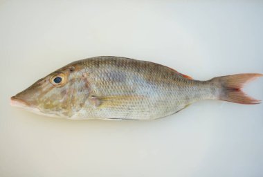 Beyaz kesim tahtasındaki taze çiğ balık sashimi ya da suşi malzemelerini gösteriyor.