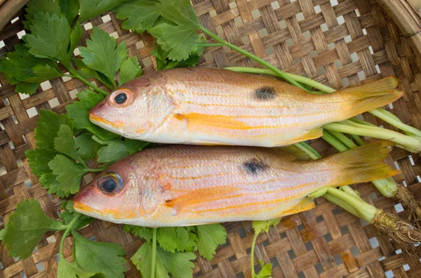 木盘中新鲜生鱼片展示生鱼片或寿司的配料 — 图库照片