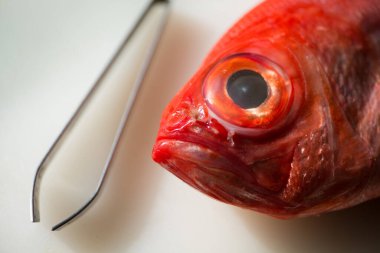 Kinmedai, Japon taze kırmızı levreği.