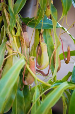 Bahçede kapalı maymun bardakları