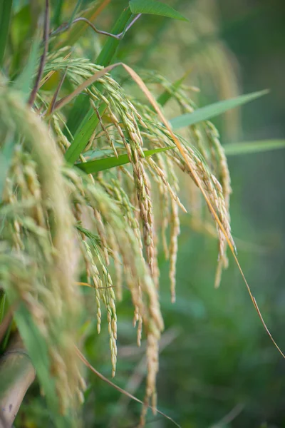 Closed Ear Rice Field Beautiful Golden Rice Field Ear Rice — Stockfoto