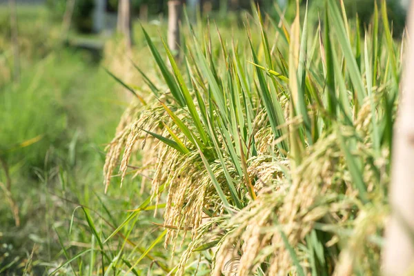 Closed Ear Rice Field Beautiful Golden Rice Field Ear Rice — Fotografia de Stock