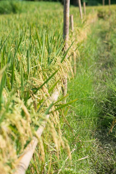 Closed Ear Rice Field Beautiful Golden Rice Field Ear Rice — Stock Photo, Image