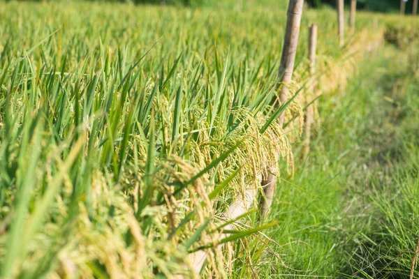 Closed Ear Rice Field Beautiful Golden Rice Field Ear Rice — Stock Photo, Image