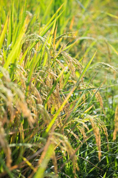 Closed Ear Rice Field Beautiful Golden Rice Field Ear Rice — Stock Photo, Image