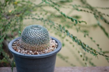 Mammillaria, siyah saksıda kaktüs.