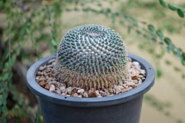 Mammillaria, siyah saksıda kaktüs.