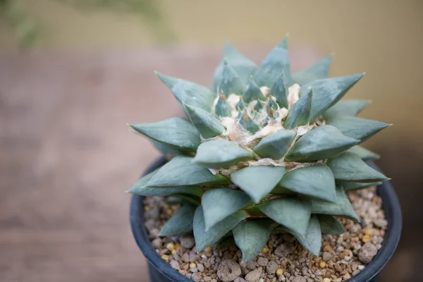 Kavanozda Çiçekte Ariocarpus Trigonus Kaktüsü — Stok fotoğraf