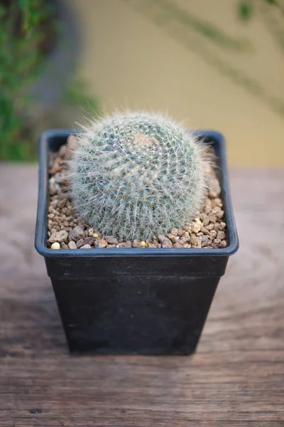 Mammillaria Hahniana Fekete Virágcserépben — Stock Fotó