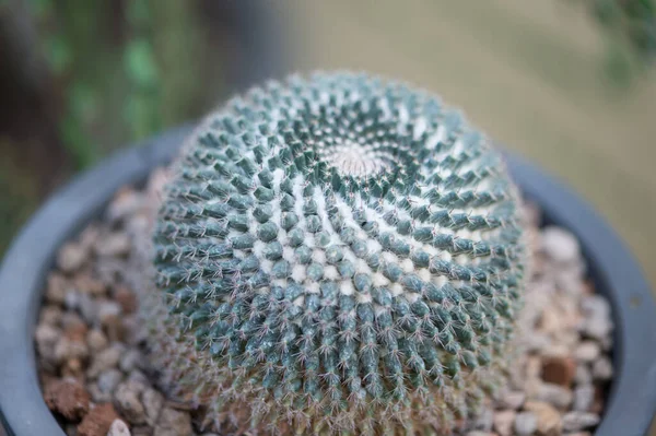 Mammillaria Bucareliensis Black Flower Pot — Stockfoto