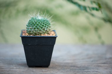 Mammillaria, siyah saksıda kaktüs.