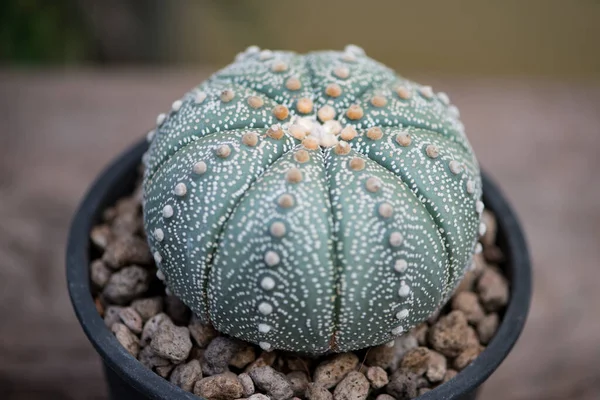 Astrohytum Asterias Kaktus Květináči — Stock fotografie