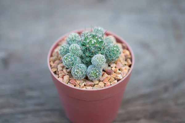 Mammillaria Gracilis Pot — Stock fotografie