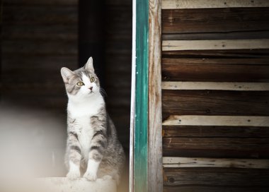 kedi dışarı izliyor