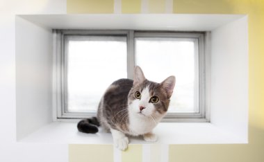Cat in the window clipart