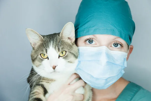 The veterinarian cat hugs — Zdjęcie stockowe
