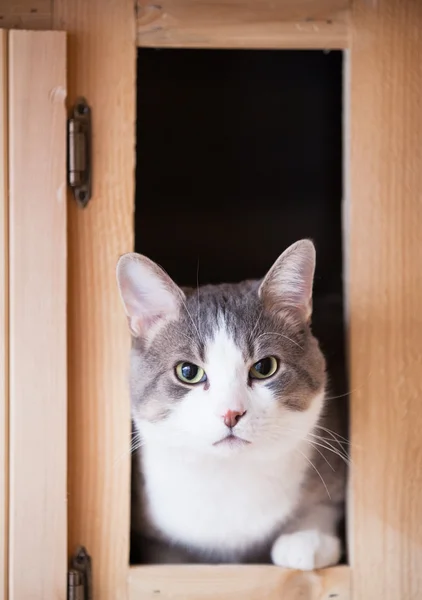 Gatto in cucina alla ricerca — Foto Stock