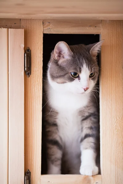 Chat dans la cuisine regardant — Photo