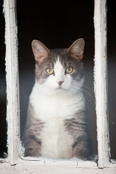 Кошка, выглядывающая в окно — стоковое фото
