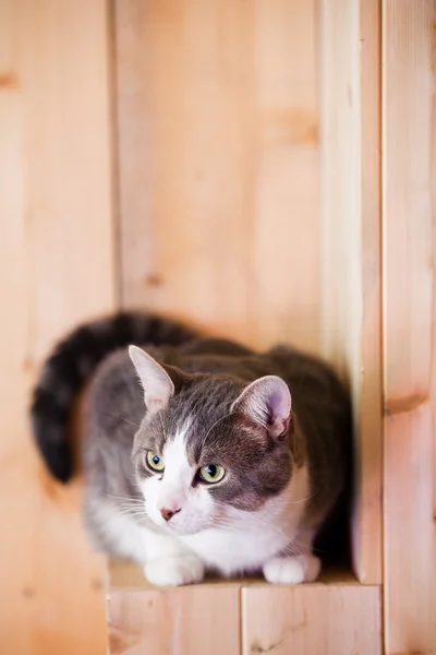Кот на кухне в поисках — стоковое фото