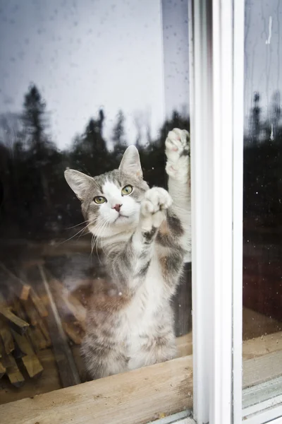 Gatto che guarda fuori dalla finestra — Foto Stock