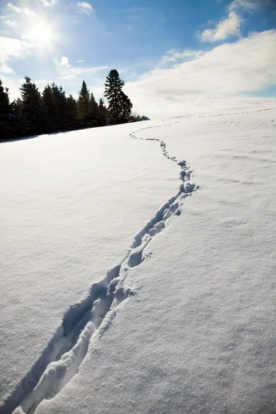 Animal tracks in the snow in the forest — Stock Photo, Image