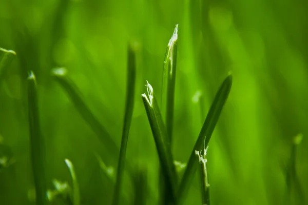 Tra erba verde perdente — Foto Stock