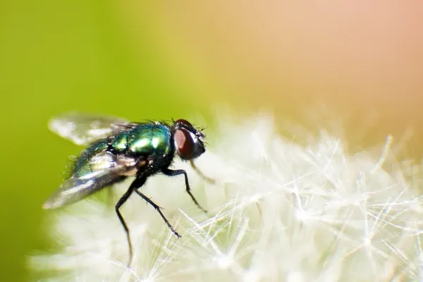 Green bottle fly — Stock Photo, Image