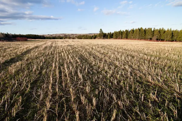 Suchý kukuřičné pole — Stock fotografie