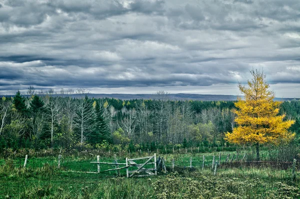 Gele lariks boom, herfst landschap — Stockfoto