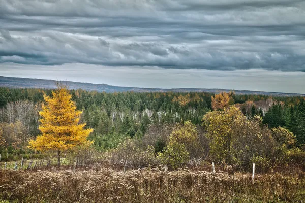 Larício amarelo árvore, paisagem de outono — Fotografia de Stock