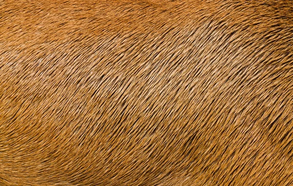 Крупный план меха животных — стоковое фото