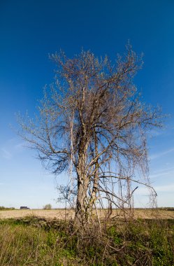 Baharda yalnız ağaç