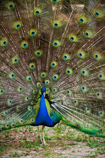 Hermoso pavo real —  Fotos de Stock