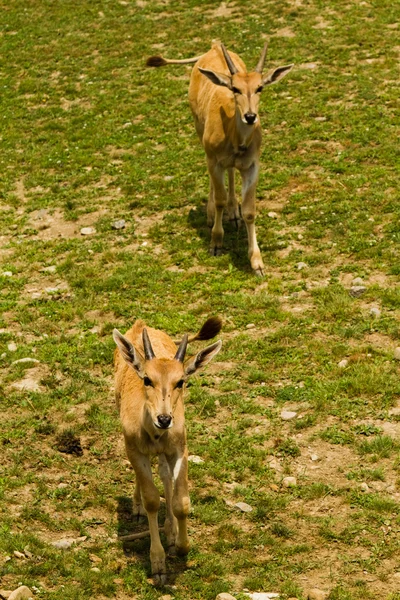 Ciervos en la naturaleza — Foto de Stock